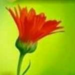 viraj